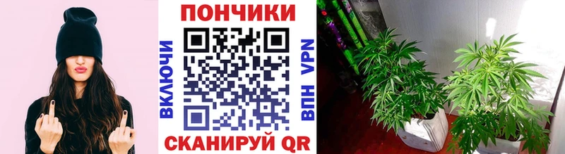 Купить  Псков  Шишки марихуана сатива 